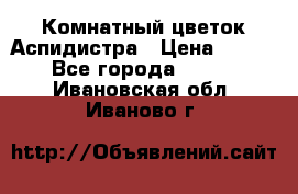 Комнатный цветок Аспидистра › Цена ­ 150 - Все города  »    . Ивановская обл.,Иваново г.